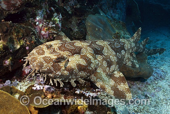Spotted Wobbegong Shark (Orectolobus maculatus). Also known as Carpet Shark. Solitary Islands, New South Wales, Australia Photo - Gary Bell