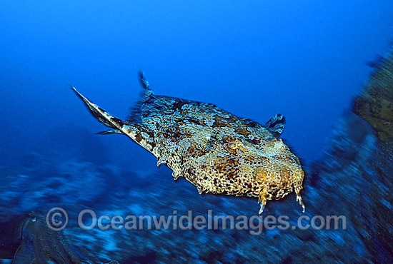Banded Wobbegong Shark (Orectolobus halei), swimming mid water. Also known as Ornate Wobbegong, Carpet Shark and Gulf Wobbegong. Previously described as (Orectolobus ornatus). Photo taken at Solitary Islands, Coffs Harbour, NSW, Australia. Photo - Gary Bell Banded Wobbegong Shark (Orectolobus halei), swimming mid water. Also known as Ornate Wobbegong, Carpet Shark and Gulf Wobbegong. Previously described as (Orectolobus ornatus). Photo taken at Solitary Islands, Coffs Harbour, NSW, Australia. Photo - Gary Bell