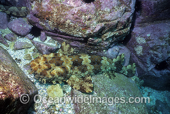Banded Wobbegong Shark (Orectolobus halei). Also known as Ornate Wobbegong, Carpet Shark and Gulf Wobbegong. Previously described as (Orectolobus ornatus). Photo taken at Solitary Islands, Coffs Harbour, NSW, Australia. Photo - Gary Bell Banded Wobbegong Shark (Orectolobus halei). Also known as Ornate Wobbegong, Carpet Shark and Gulf Wobbegong. Previously described as (Orectolobus ornatus). Photo taken at Solitary Islands, Coffs Harbour, NSW, Australia. Photo - Gary Bell