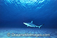 Galapagos Shark Photo - Gary Bell