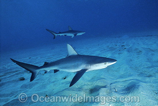 Galapagos Shark Carcharhinus galapagensis photo