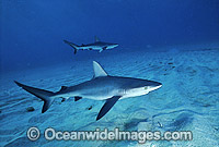 Galapagos Shark Carcharhinus galapagensis Photo - Gary Bell
