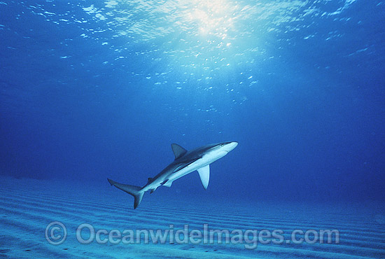 Galapagos Shark Carcharhinus galapagensis photo