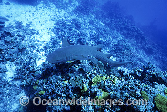 Tawny Shark (Nebrius ferrugineus). Also known as Tawny Nurse Shark, Spitting Shark and Sleepy Shark. Great Barrier Reef, Queensland, Australia Photo - Gary Bell Tawny Shark (Nebrius ferrugineus). Also known as Tawny Nurse Shark, Spitting Shark and Sleepy Shark. Great Barrier Reef, Queensland, Australia Photo - Gary Bell