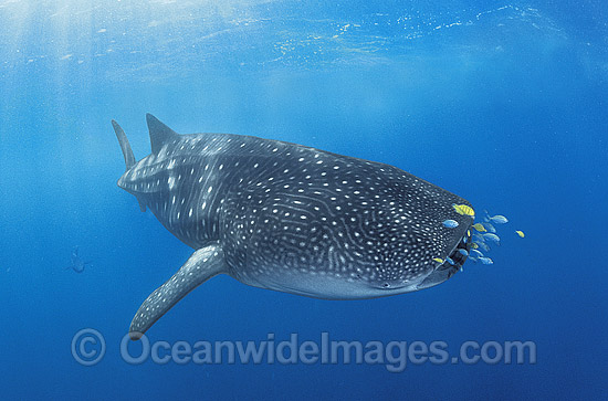 Whale Shark (Rhincodon typus) with Pilot Fish around mouth. Found throughout the world in all tropical and warm-temperate seas. Ningaloo Reef, Western Australia. Classified Vulnerable on the IUCN Red List. Photo - Gary Bell