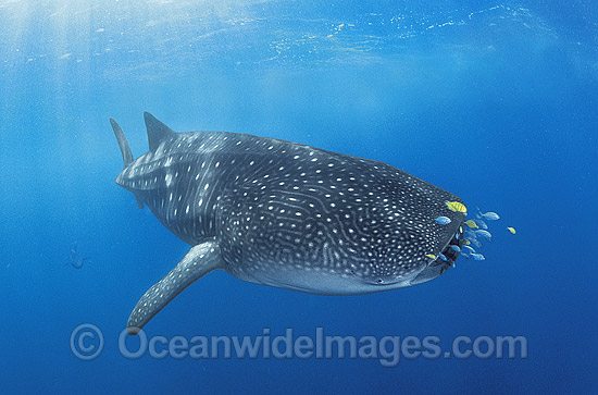 Whale Shark (Rhincodon typus) with Pilot Fish around mouth. Found throughout the world in all tropical and warm-temperate seas. Ningaloo Reef, Western Australia. Classified Vulnerable on the IUCN Red List. Photo - Gary Bell Whale Shark (Rhincodon typus) with Pilot Fish around mouth. Found throughout the world in all tropical and warm-temperate seas. Ningaloo Reef, Western Australia. Classified Vulnerable on the IUCN Red List. Photo - Gary Bell