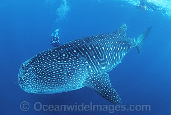 Whale Shark and Scuba Diver photo