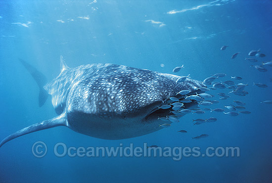 Whale Shark (Rhincodon typus) with Pilot Fish around mouth. Found throughout the world in all tropical and warm-temperate seas. Ningaloo Reef, Western Australia. Classified Vulnerable on the IUCN Red List. Photo - Gary Bell Whale Shark (Rhincodon typus) with Pilot Fish around mouth. Found throughout the world in all tropical and warm-temperate seas. Ningaloo Reef, Western Australia. Classified Vulnerable on the IUCN Red List. Photo - Gary Bell