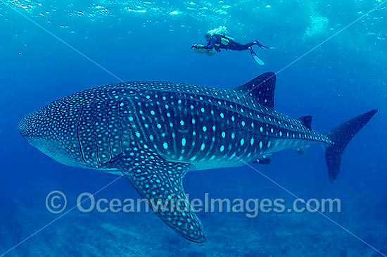 Whale Shark (Rhincodon typus) whale shark images. Whale Shark (Rhincodon typus)