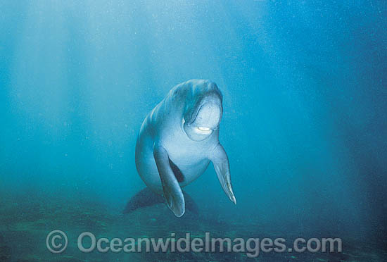 Dugong (Dugong dugon). Also known as Sea Cow. Indo-Pacific. Classified Vulnerable on the IUCN Red List. Now a Protected species. Photo - Gary Bell Dugong (Dugong dugon). Also known as Sea Cow. Indo-Pacific. Classified Vulnerable on the IUCN Red List. Now a Protected species. Photo - Gary Bell