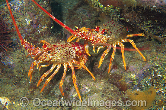 Red Spiny Lobster (Jasus edwardsii). Also known as Southern Rock Lobster or Crayfish. Southern Australia Photo - Gary Bell Red Spiny Lobster (Jasus edwardsii). Also known as Southern Rock Lobster or Crayfish. Southern Australia Photo - Gary Bell