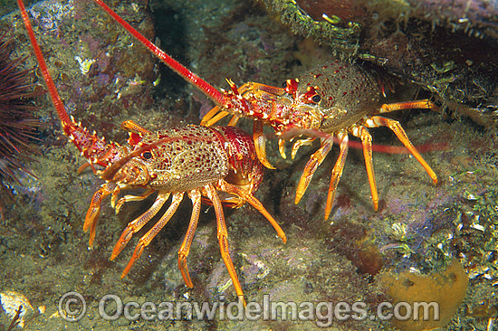 Southern Rock Lobster photo