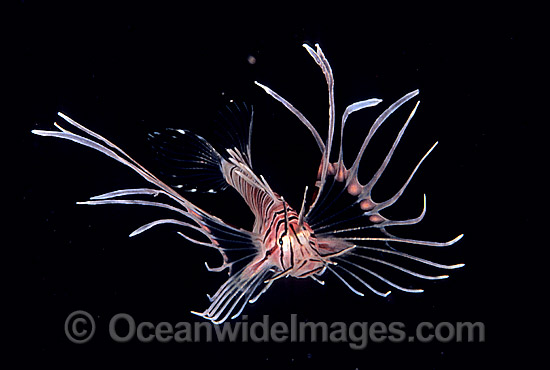 Common Lionfish (Pterois volitans) - juvenile. Size: 20mm. Also known as Firefish. Great Barrier Reef, Queensland, Australia Photo - Gary Bell