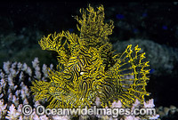 Lacy Scorpionfish Rhinopias aphanes Photo - Gary Bell