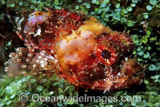 Red Scorpionfish (Scorpaena cardinalis) - juvenile. Coffs Harbour, New South Wales, Australia Photo - Gary Bell