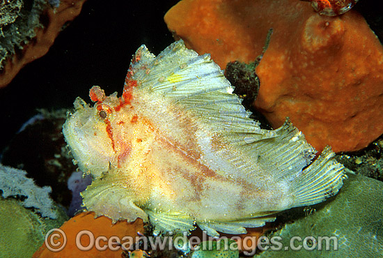 Leaf Scorpionfish (Taenianotus triacanthus) - yellow phase. Also known as Paper Scorpionfish. Indo-Pacific Photo - Gary Bell Leaf Scorpionfish (Taenianotus triacanthus) - yellow phase. Also known as Paper Scorpionfish. Indo-Pacific Photo - Gary Bell