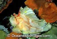 Leaf Scorpionfish Taenianotus triacanthus Photo - Gary Bell