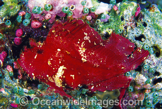 Leaf Scorpionfish (Taenianotus triacanthus) - red phase. Also known as Paper Scorpionfish. Indo-Pacific Photo - Gary Bell Leaf Scorpionfish (Taenianotus triacanthus) - red phase. Also known as Paper Scorpionfish. Indo-Pacific Photo - Gary Bell