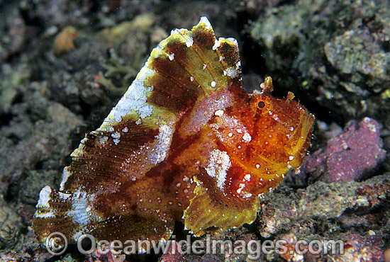 Leaf Scorpionfish (Taenianotus triacanthus). Also known as Paper Scorpionfish. Indo-Pacific Photo - Gary Bell Leaf Scorpionfish (Taenianotus triacanthus). Also known as Paper Scorpionfish. Indo-Pacific Photo - Gary Bell