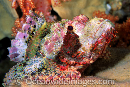 Small-scale Scorpionfish (Scorpaenopsis oxycephala). Great Barrier Reef, Queensland, Australia Photo - Gary Bell Small-scale Scorpionfish (Scorpaenopsis oxycephala). Great Barrier Reef, Queensland, Australia Photo - Gary Bell