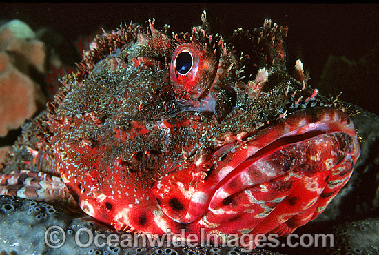 Red Scorpionfish (Scorpaena cardinalis). New South Wales, Australia Photo - Gary Bell Red Scorpionfish (Scorpaena cardinalis). New South Wales, Australia Photo - Gary Bell