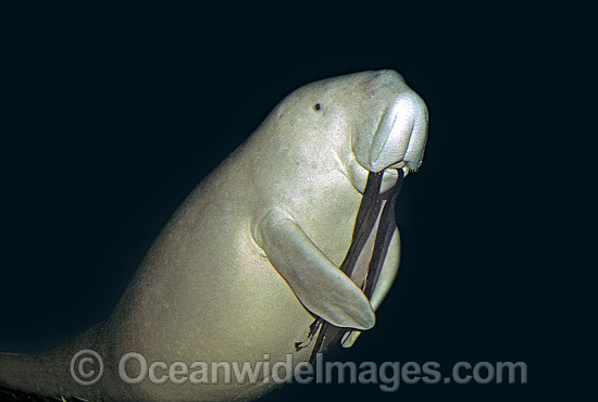 Dugong (Dugong dugon). Also known as Sea Cow. Philippines. Classified Vulnerable on the IUCN Red List. Now a Protected species. Photo - Rudie Kuiter Dugong (Dugong dugon). Also known as Sea Cow. Philippines. Classified Vulnerable on the IUCN Red List. Now a Protected species. Photo - Rudie Kuiter