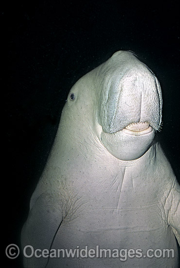 Dugong Dugong dugon photo