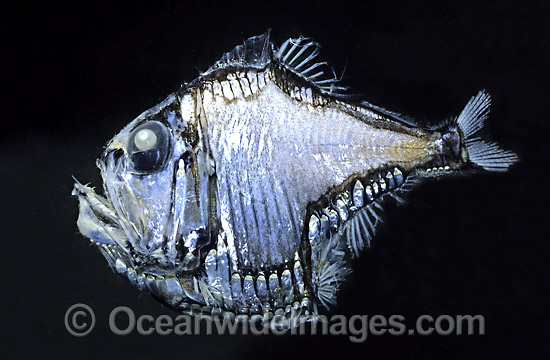 Lovely Hatchetfish Argyropelecus aculeatus photo Lovely Hatchetfish Argyropelecus aculeatus photo