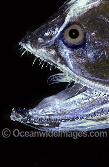 Bristlemouth Fish (Gonostoma bathyphilum). Deep sea fish found off New South Wales, Australia Photo - Rudie Kuiter