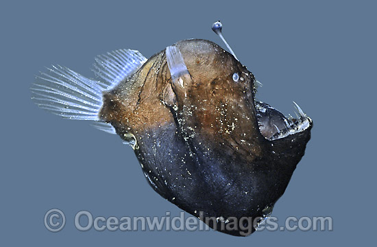 Humpback Anglerfishshowing luminescent lure photo Humpback Anglerfishshowing luminescent lure photo