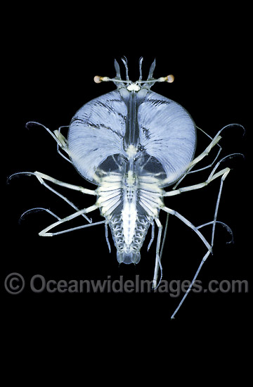 Larval Crayfish (most likely Jasus verreauxi) - pelagic stage. Depth: 500m. Deep sea fish found off Sydney, New South Wales, Australia. Photo - Rudie Kuiter