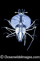 Larval Crayfish Jasus verreauxi Photo - Rudie Kuiter