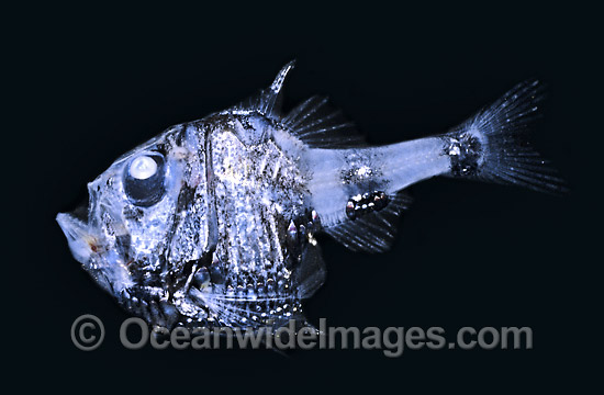 Hatchetfish (Argyropelecus hemigymnus). Deep sea fish found off Victoria, Australia Photo - Rudie Kuiter