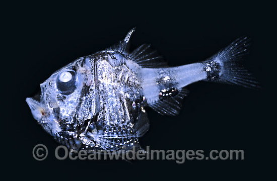 Hatchetfish (Argyropelecus hemigymnus). Deep sea fish found off Victoria, Australia Photo - Rudie Kuiter Hatchetfish (Argyropelecus hemigymnus). Deep sea fish found off Victoria, Australia Photo - Rudie Kuiter