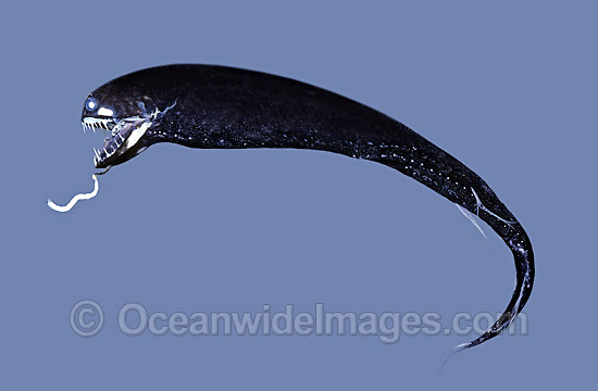 Dragonfish (Melanostomias niger). Deep sea fish found off South Australia Photo - Rudie Kuiter Dragonfish (Melanostomias niger). Deep sea fish found off South Australia Photo - Rudie Kuiter