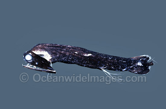 Loosejaw Fish Malacosteus species Deep sea fish photo