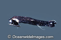 Loosejaw Fish Malacosteus species Deep sea fish Photo - Rudie Kuiter