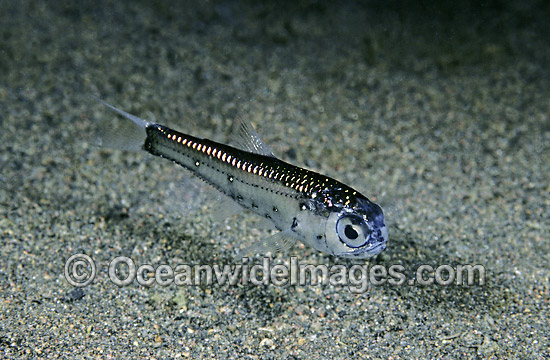 Brooch Lanternfish Benthosema fibulatum Deep sea fish photo