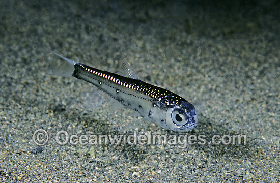 Brooch Lanternfish Benthosema fibulatum Deep sea fish photo Brooch Lanternfish Benthosema fibulatum Deep sea fish photo