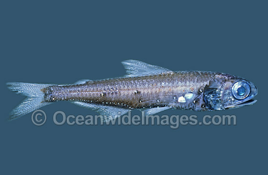 Lanternfish Symbolophorus barnardi Deep sea fish Bass Strait photo