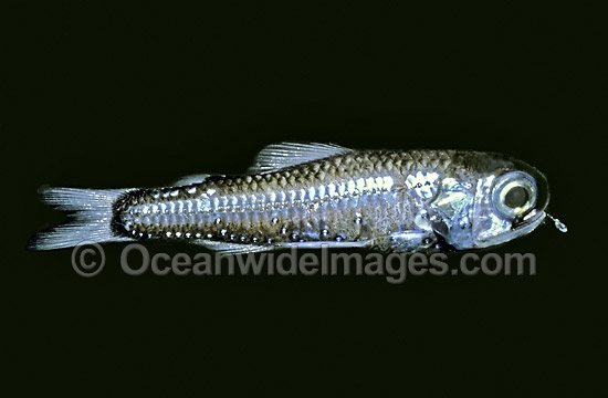 Lanternfish Diaphus watasei Depth: 500m Deep sea fish photo