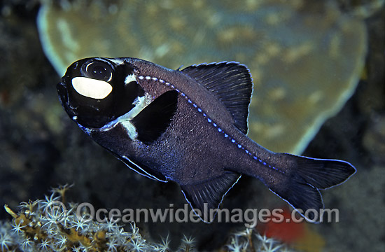 flashlight fish flashlight fish