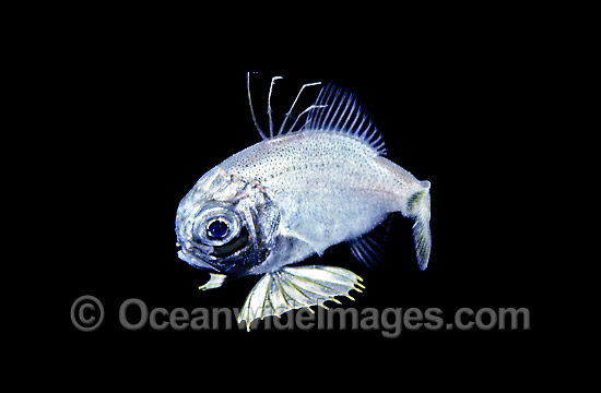 Two-fin Flashlight Fish pelagic stage larvae photo