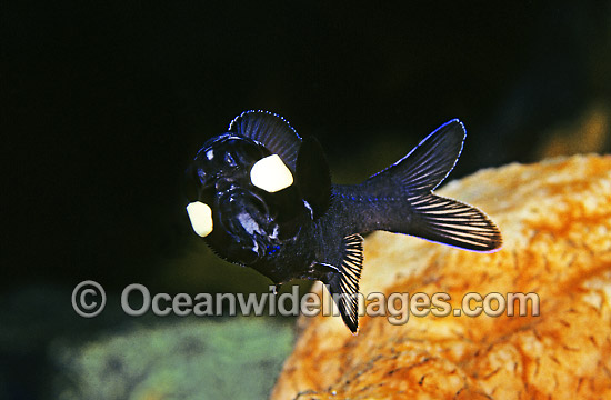 One-fin Flashlight Fish Photoblepharon palpebratus photo One-fin Flashlight Fish Photoblepharon palpebratus photo