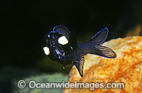 One-fin Flashlight Fish Photoblepharon palpebratus Photo - Rudie Kuiter