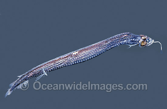 Scaly Dragonfish Stomias boa Deep sea fish photo