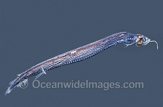 Scaly Dragonfish Stomias boa Deep sea fish photo Scaly Dragonfish Stomias boa Deep sea fish photo
