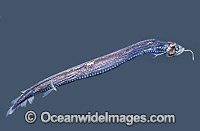 Scaly Dragonfish Stomias boa Deep sea fish Photo - Rudie Kuiter