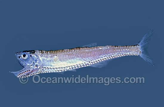 Lighthouse Fish Photichthys argenteus Deep sea fish photo