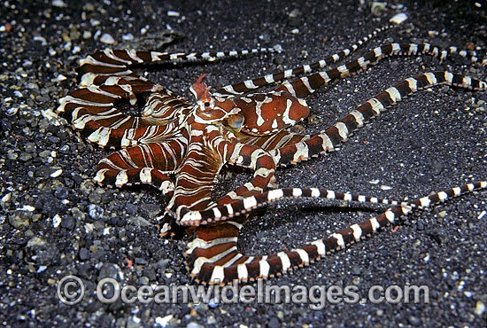 Wonderpus Octopus photo